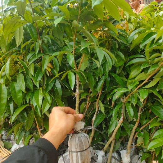 灵山县 无核荔枝苗。