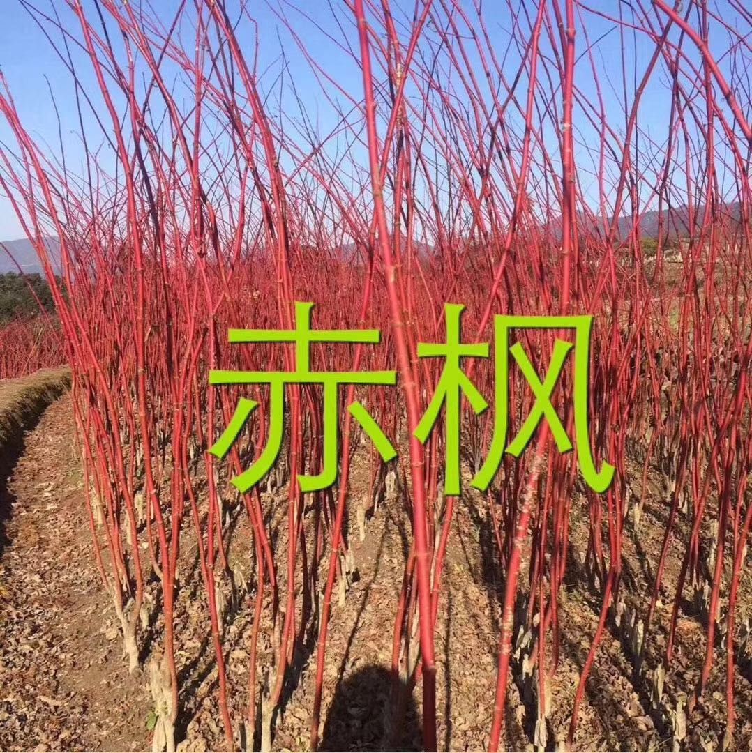 赤枫苗