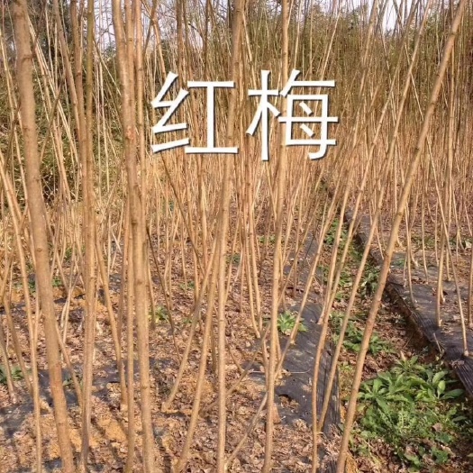 新昌县红梅