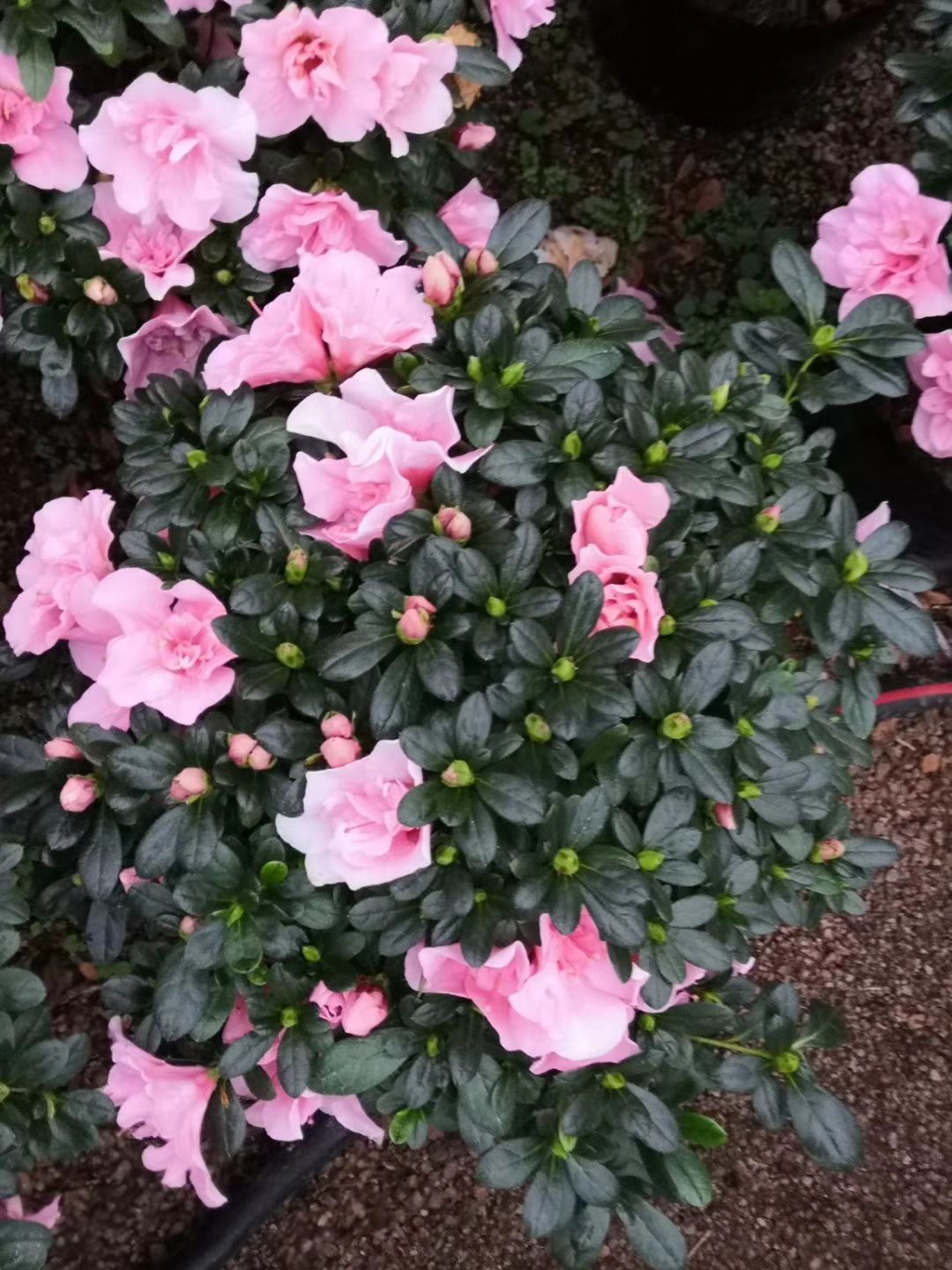  杜鹃花