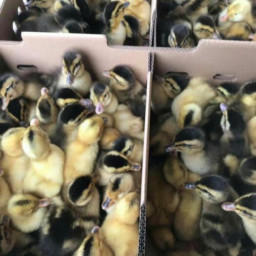 南宁大种杂交鸭苗厂家直销包疫苗