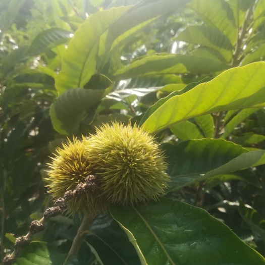 资阳大红袍板栗苗 大红袍，板栗