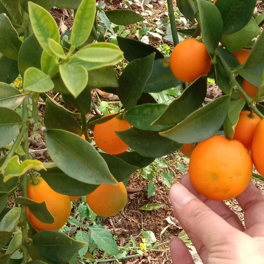 河池 脆皮金桔