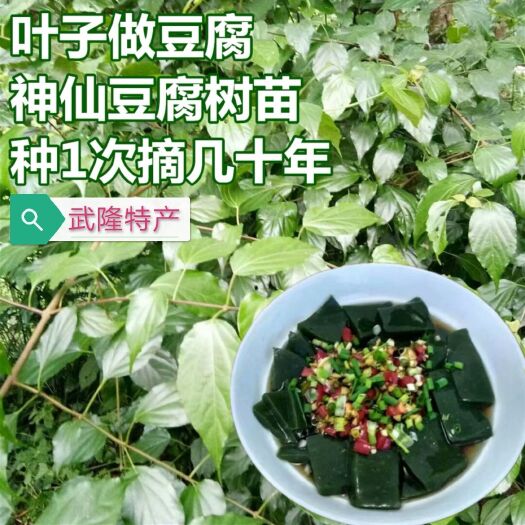 重庆市豆腐柴苗 豆腐树苗盆地栽蔬菜苗豆腐树苗翡翠豆腐树苗豆腐豆腐