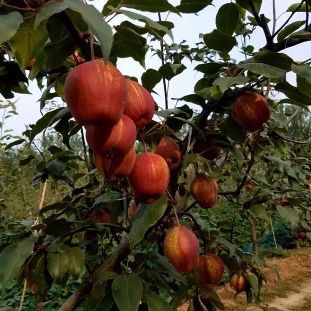 泰安基地出售早酥红梨树苗 嫁接成品苗 易栽植