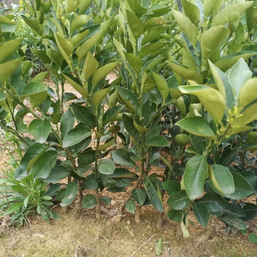 平乐县桂夏橙苗 夏橙苗