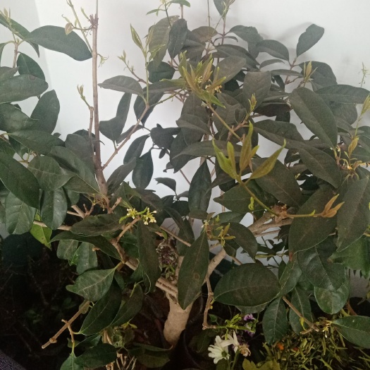 平邑县普通桂花树
