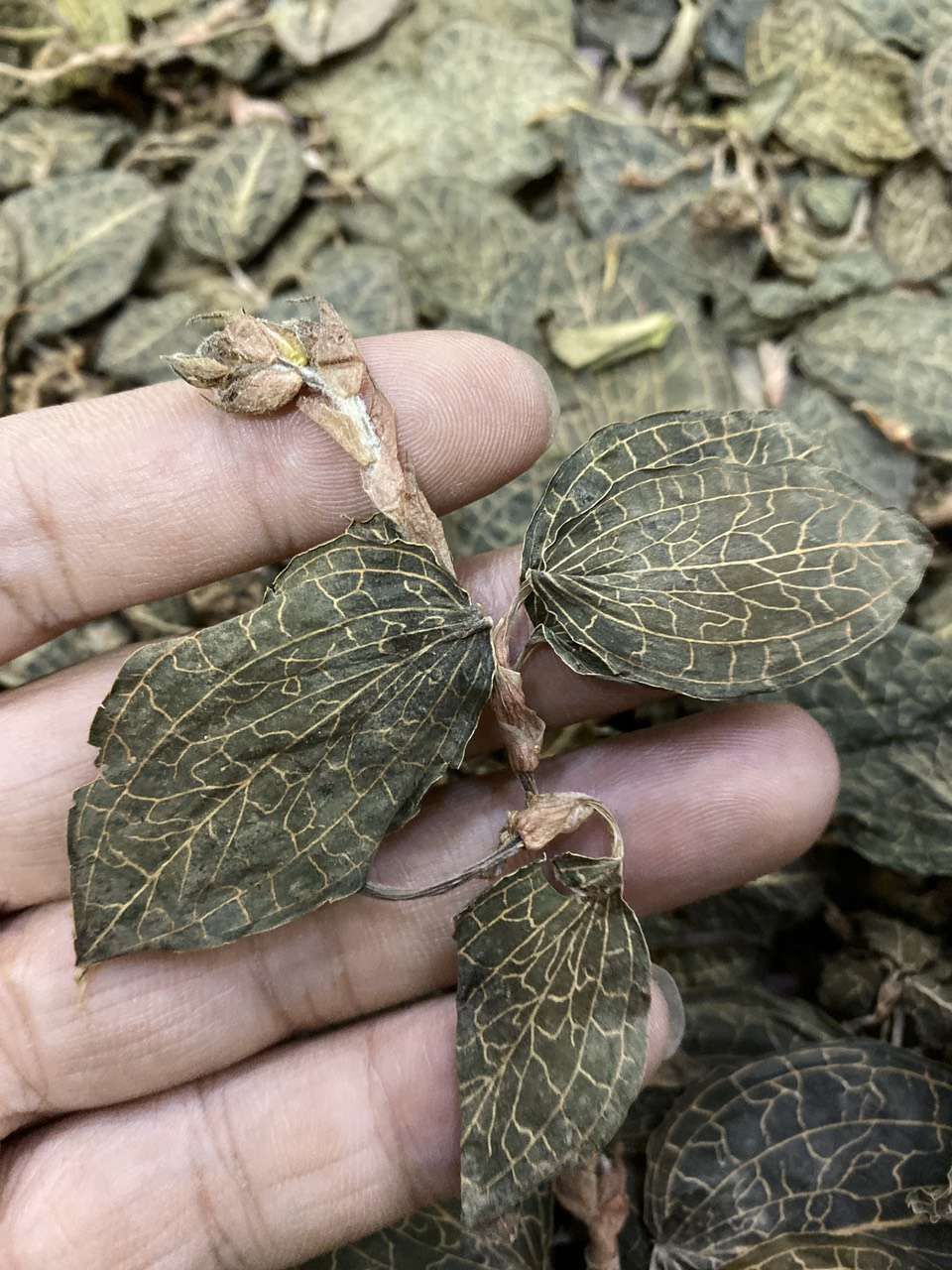  金线莲干品
