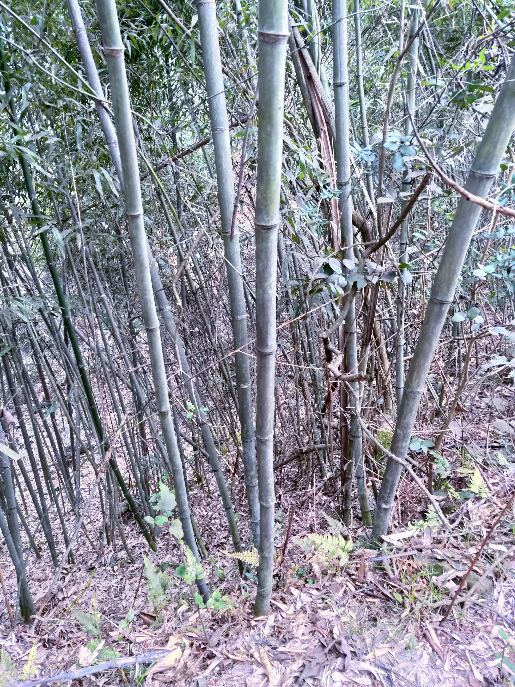 排山竹 大量水竹苦竹供应