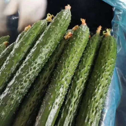 兰陵县密刺黄瓜 我们的货源是一手货源我们以诚信为本