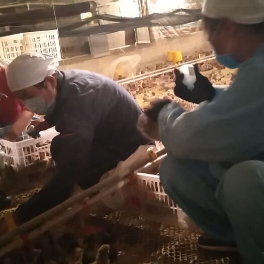 西安青脚麻鸡 青腿麻母