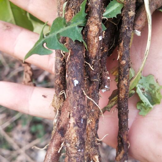 洋县蒲公英菜 新鲜现挖蒲公英 野整颗带根野菜蒲公英 婆婆丁药用蒲公英