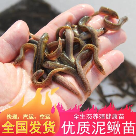 佛山 泥鳅苗大量批发活体水花