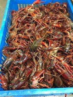 淮安清水小龙虾 正宗洪泽湖清水虾，4-6钱