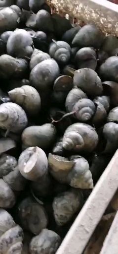 潜江市田螺  优质
