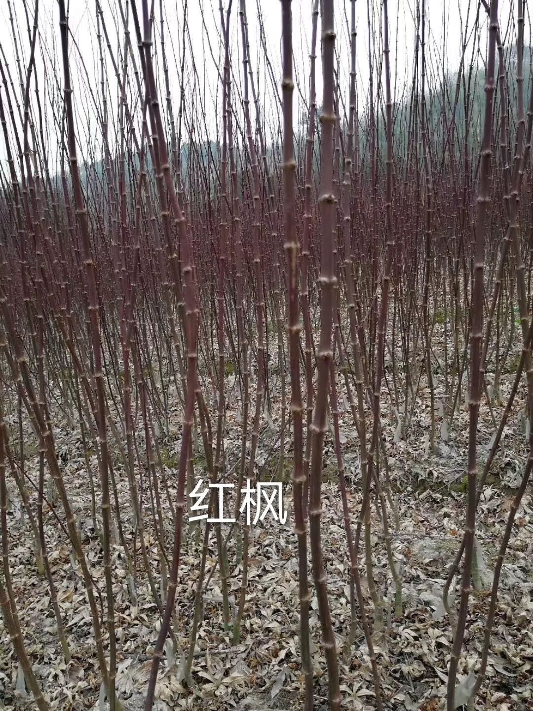 中国红枫