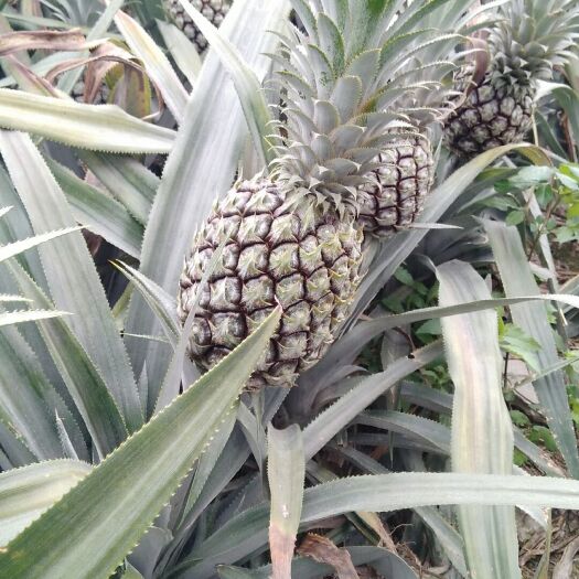 河口县 河口菠萝