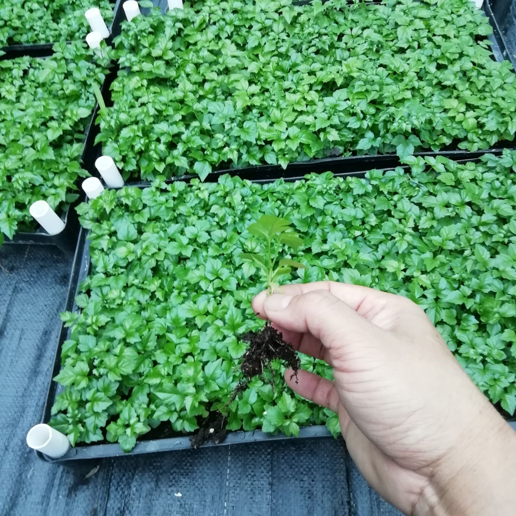 幸福树盆栽 小幸福树（小富贵）苗，基地直销，优质室内观叶绿植小盆栽