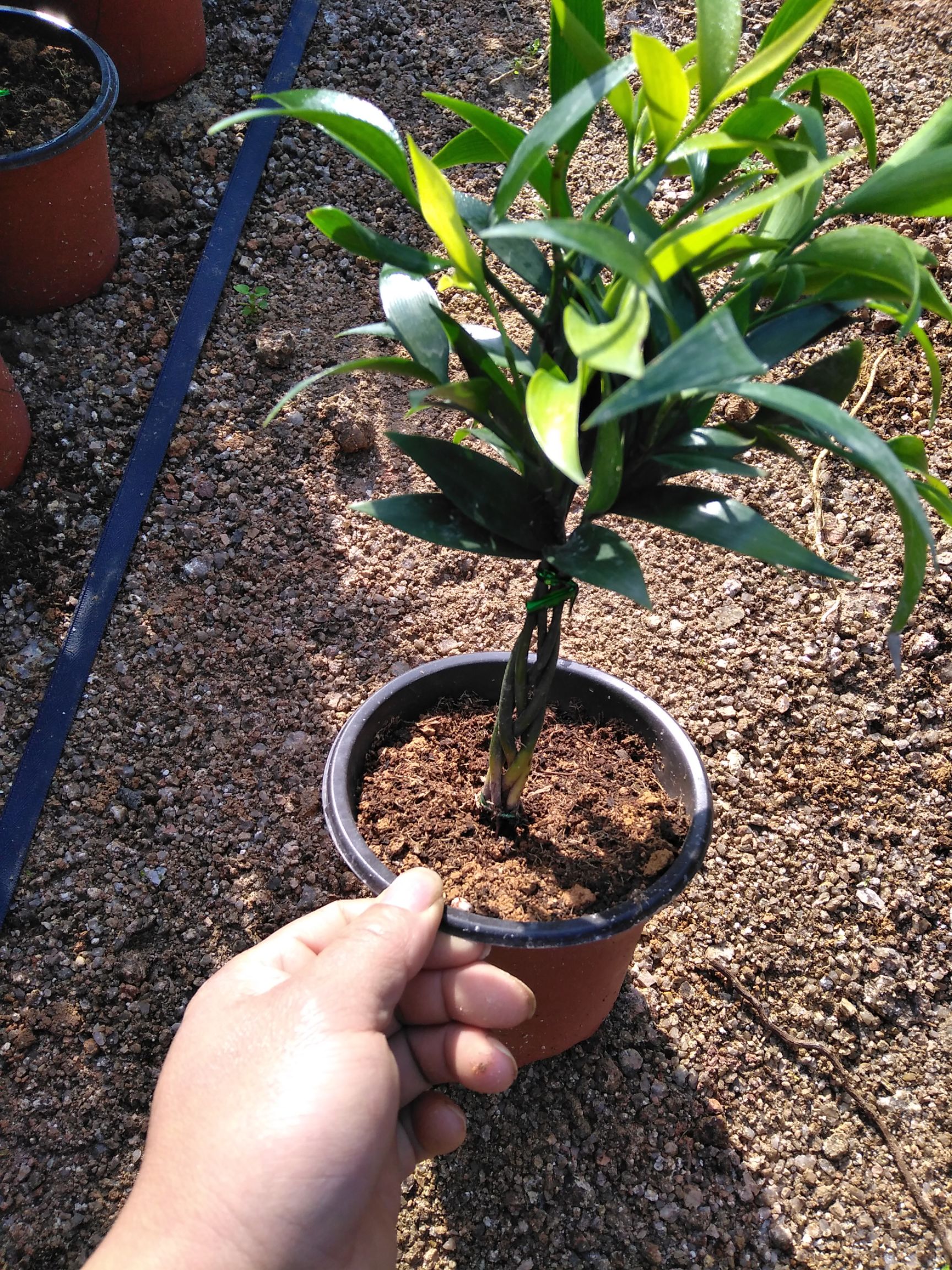 造型柏树 造型类似发财树的富贵竹