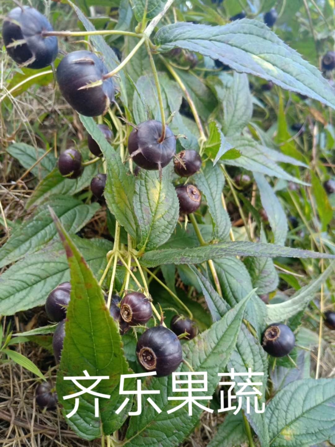 山荸荠红果参蜘蛛果种植鲜果批发