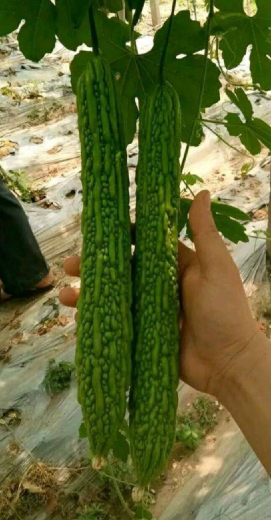 绿苦瓜种子，疙瘩绿苦瓜种子田间表现整齐瓜色亮