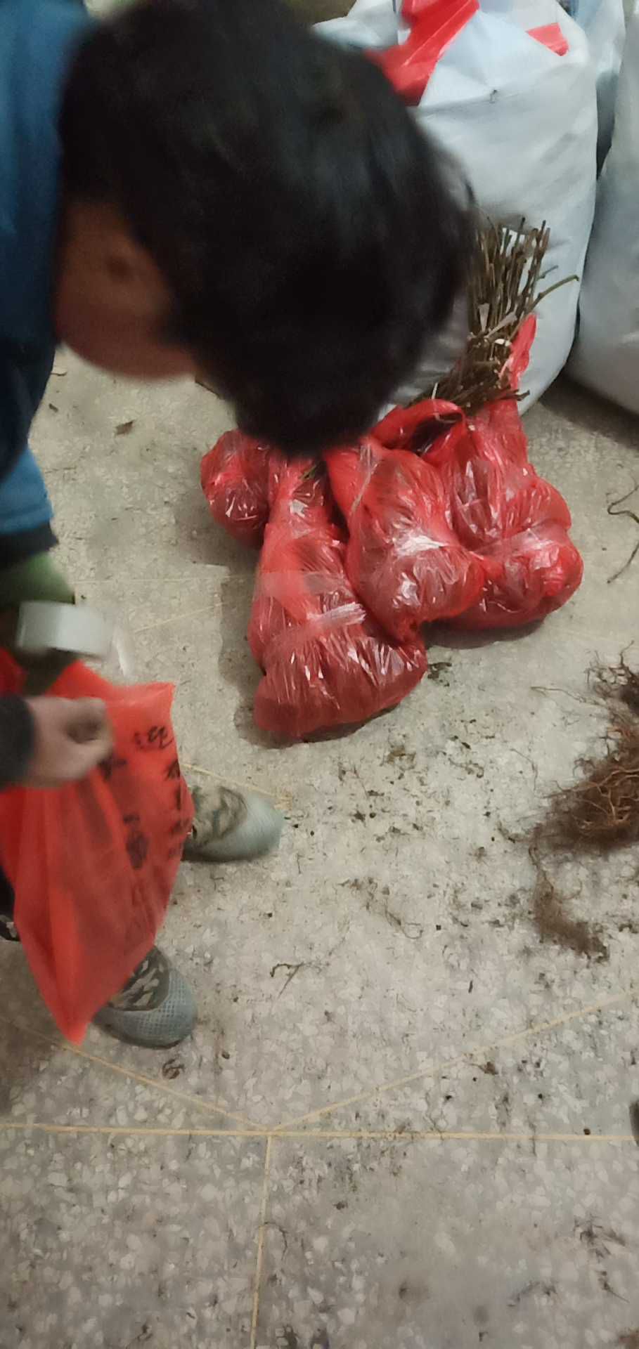 G3阳光金果猕猴桃苗 黄心金桃猕猴桃嫁接苗