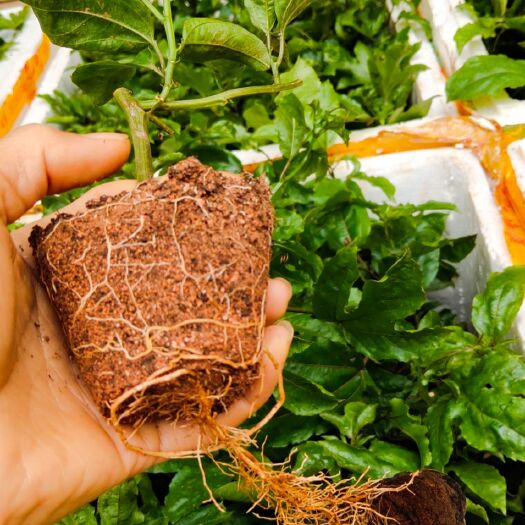 高州市黄金百香果苗 芭乐味黄金果苗