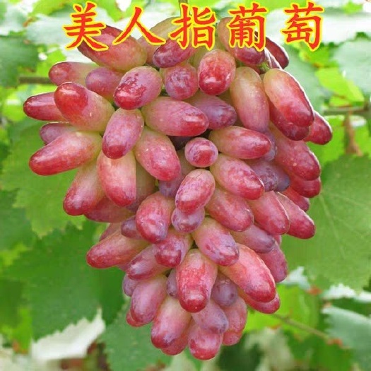 平邑县 美人指葡萄苗，《包成活》！基地直售，现挖现发货