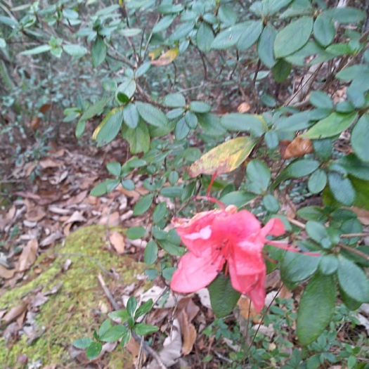 南江县 映山红桩