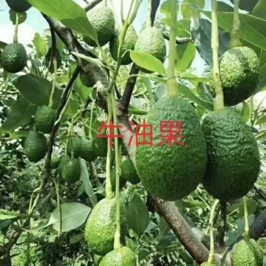 灵山县 哈斯牛油果苗
