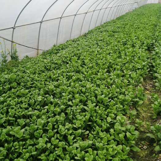 淮南青菜心 大棚绿色食品