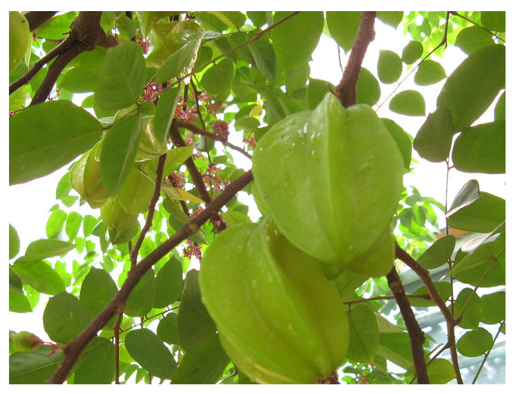 四季红杨桃苗 嫁接苗裸根沾红泥浆保湿发货包邮