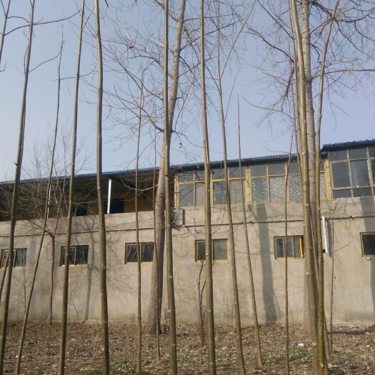 泡桐种子 8米左右泡桐树树苗