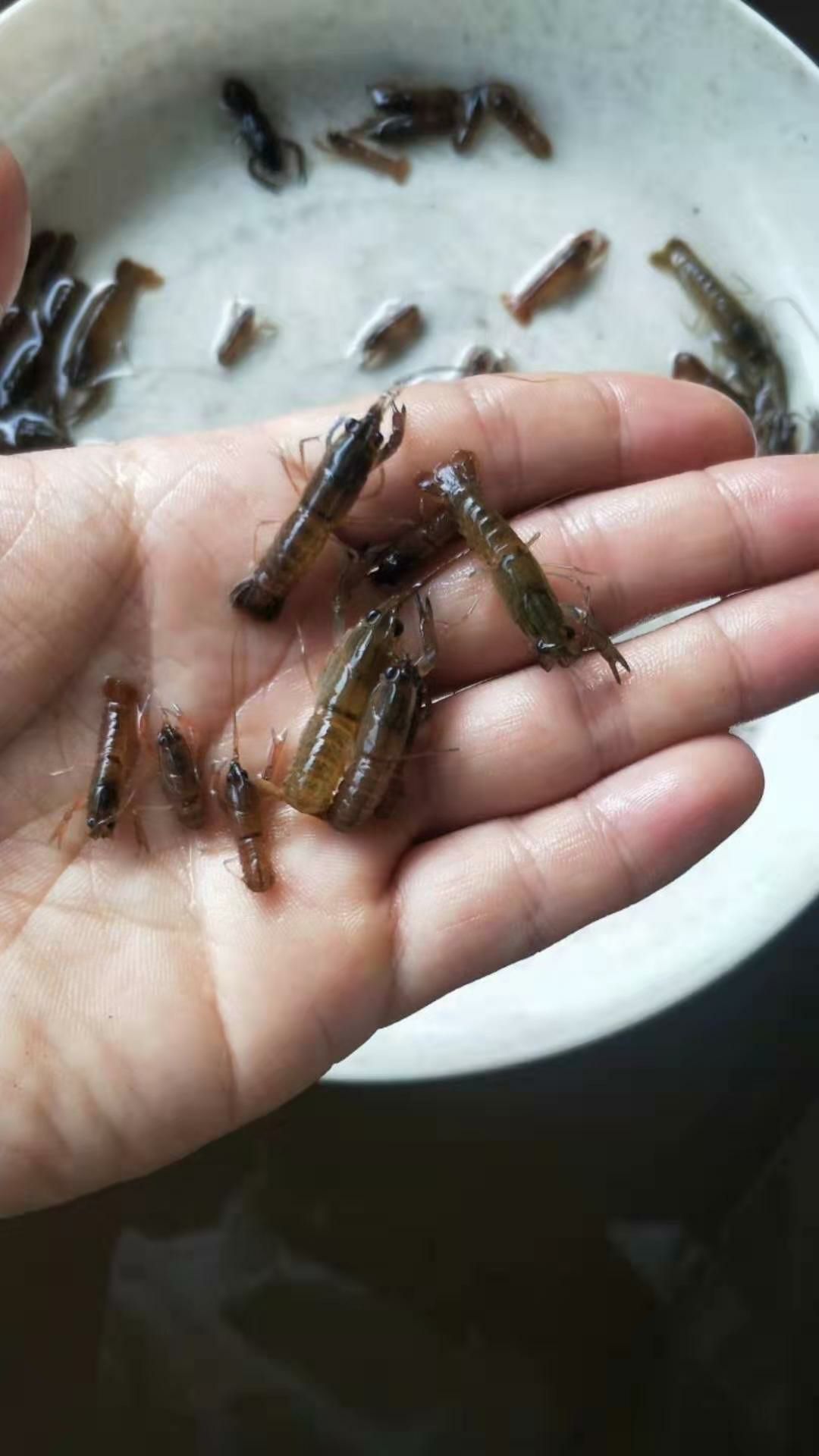  澳洲龙虾苗