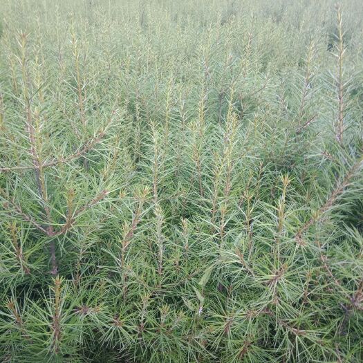 种源自凤县关岭白皮松林景区，它貝有比山西甘肃白皮松上色快枝密