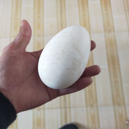 固镇县鲜鹅蛋  三花鹅。泰州鹅蛋。食用。种蛋
