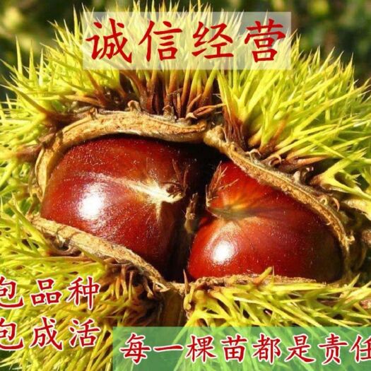 平邑县 包邮 大红袍板栗苗 高产  当年结果