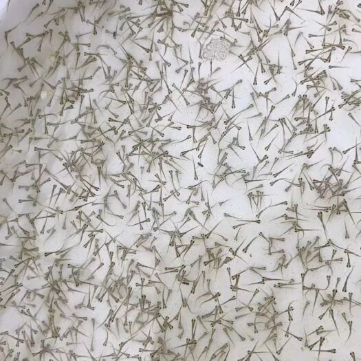 广州鲮鱼水花 ★基地直供★提供技术指导★成活率高★
