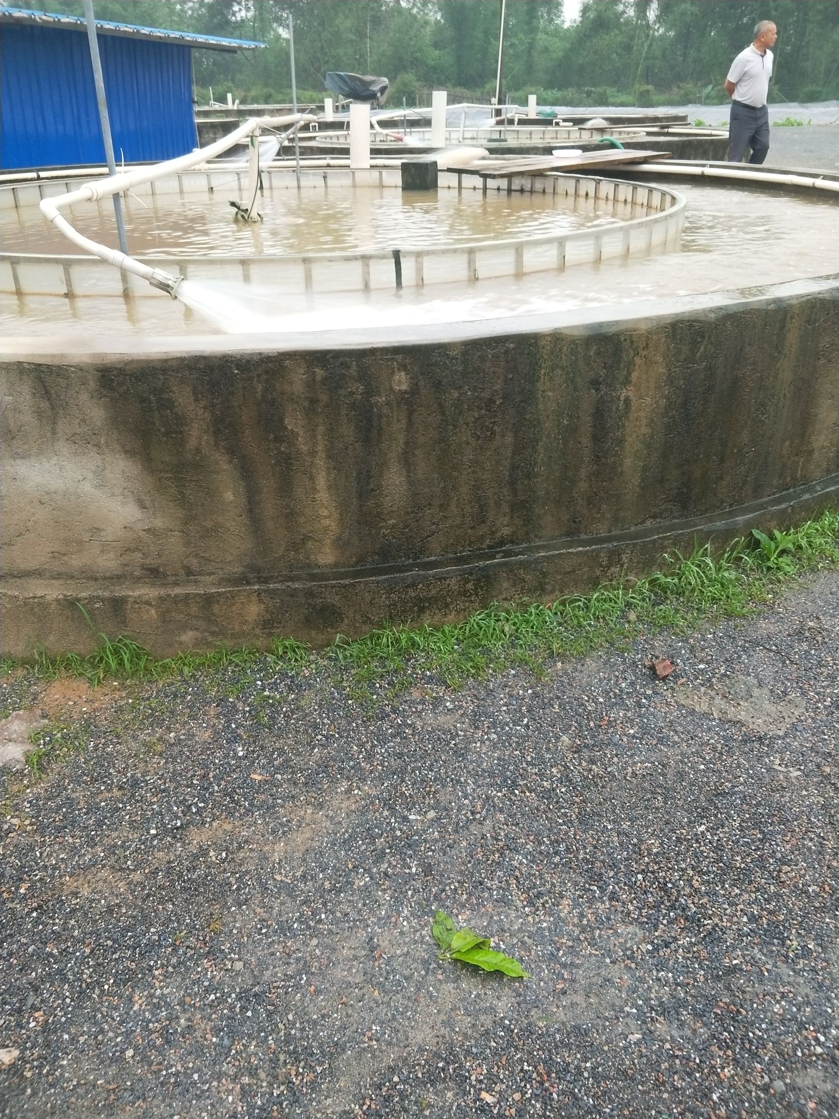 鲮鱼水花 ★基地直供★提供技术指导★成活率高★