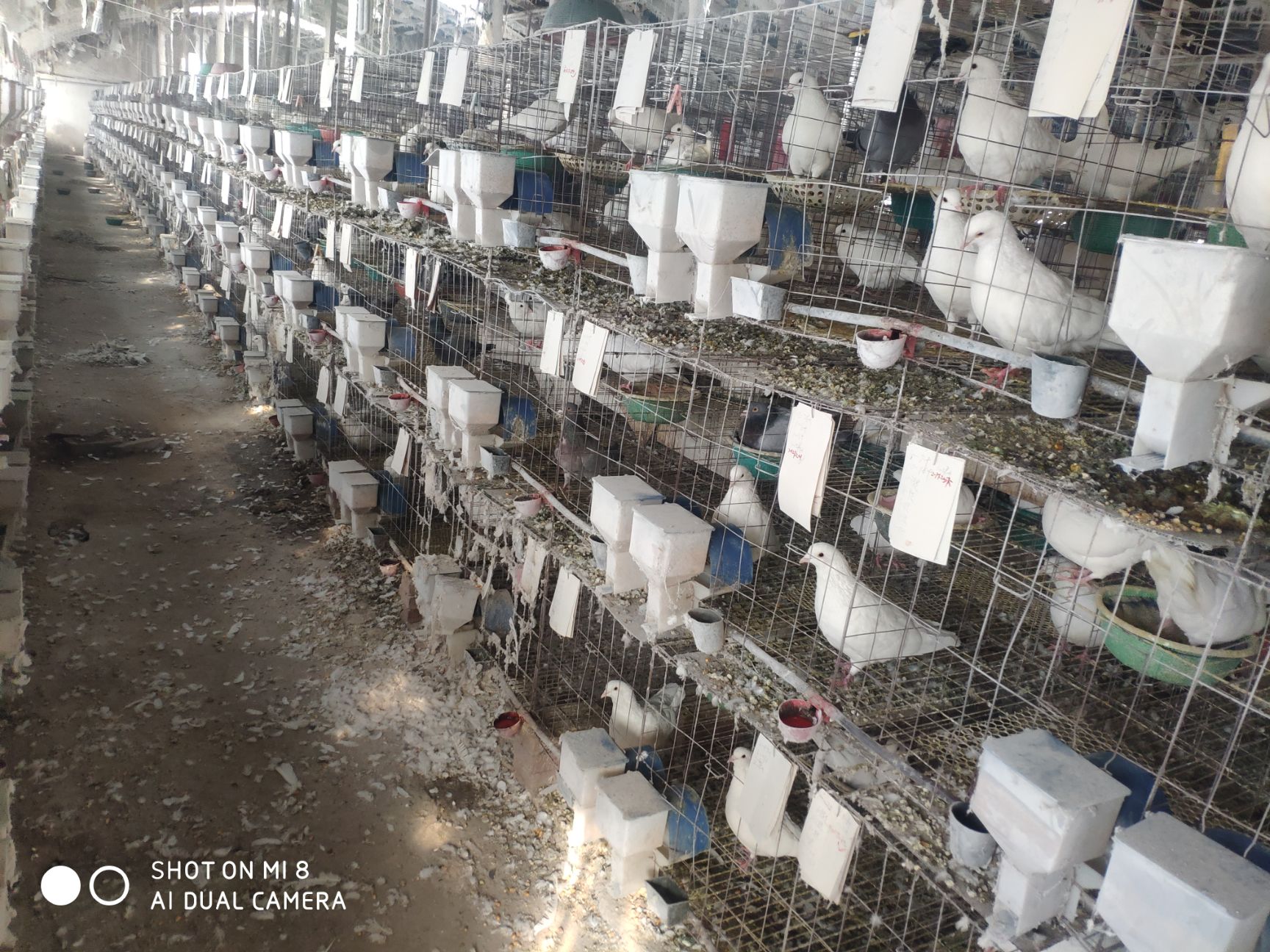  鸽子蛋，批发，零售