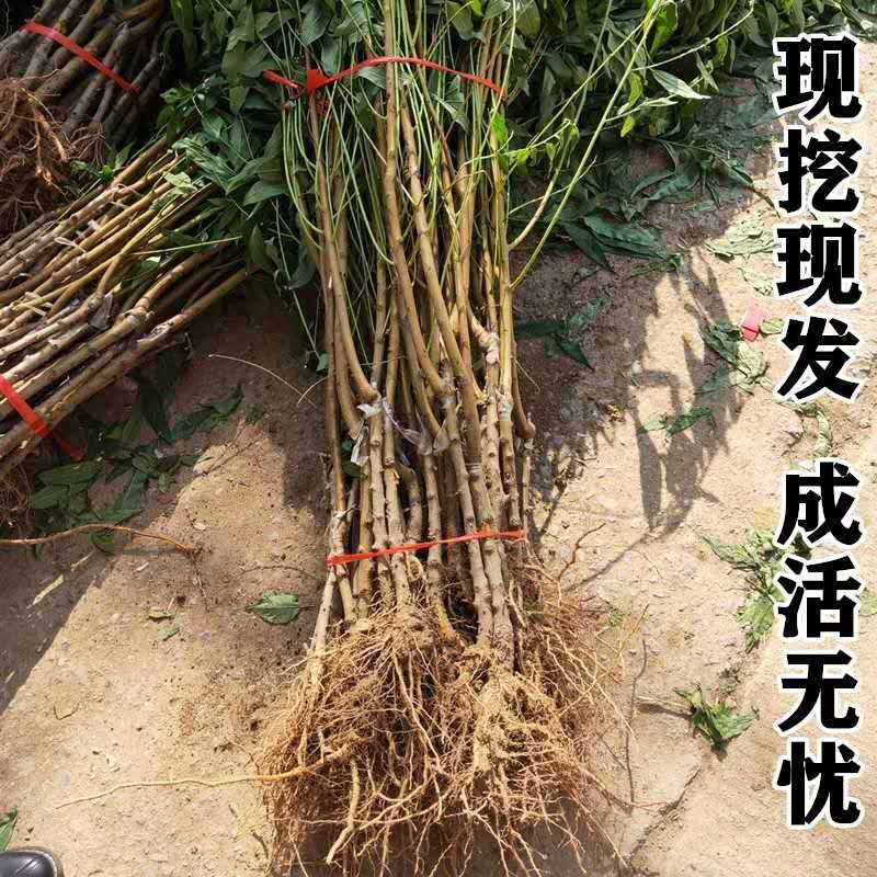  中华二号冬桃苗冬桃树苗嫁接盆栽地栽南北方种植当年结果雪桃树苗