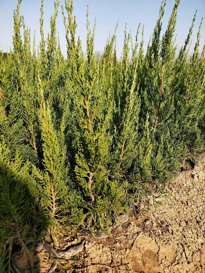 小龙柏 龙柏小苗