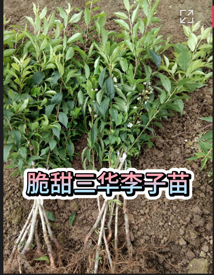 三华李苗  三华李子苗