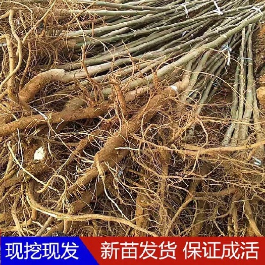 平邑县 香玲核桃苗推荐8518/鲁光/辽核一号～！保证正品，成活率
