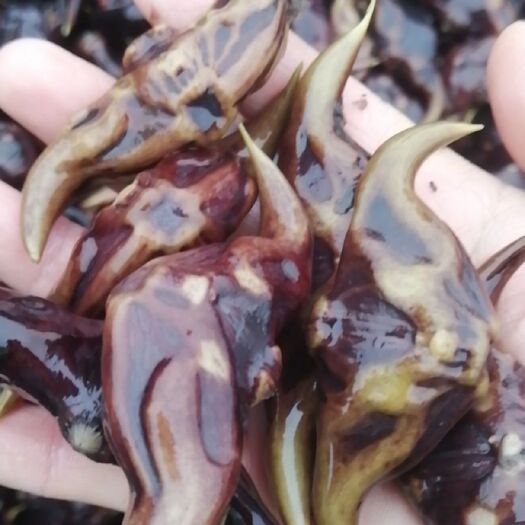 彭泽县 脱皮菱角，菱角种子