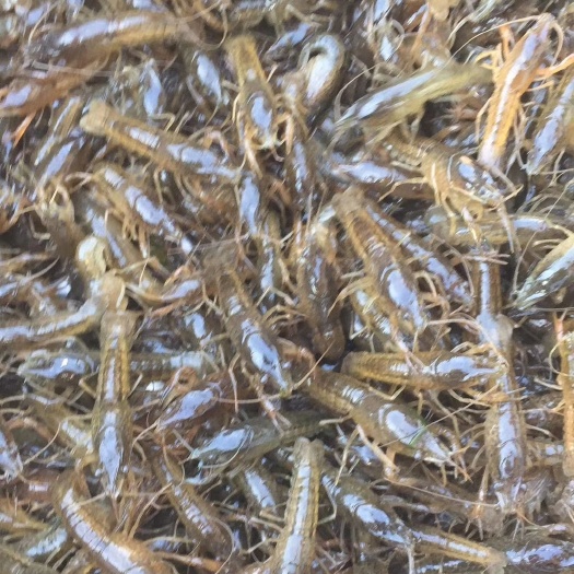 南县 虾苗