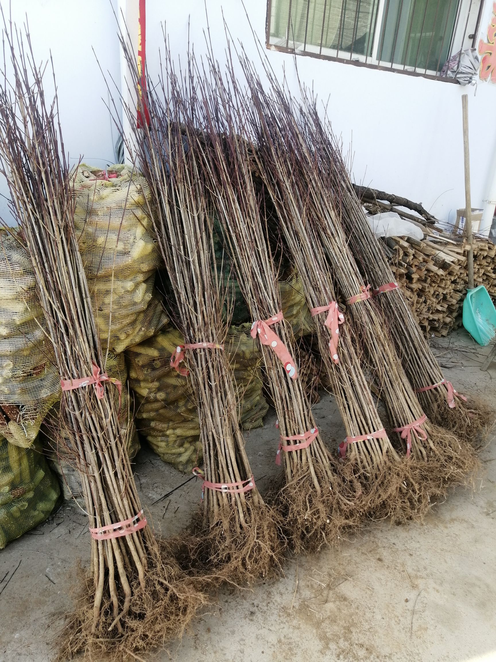 山茱萸苗  山茱萸树苗 山萸肉 山茱萸  药材山茱萸河南山茱