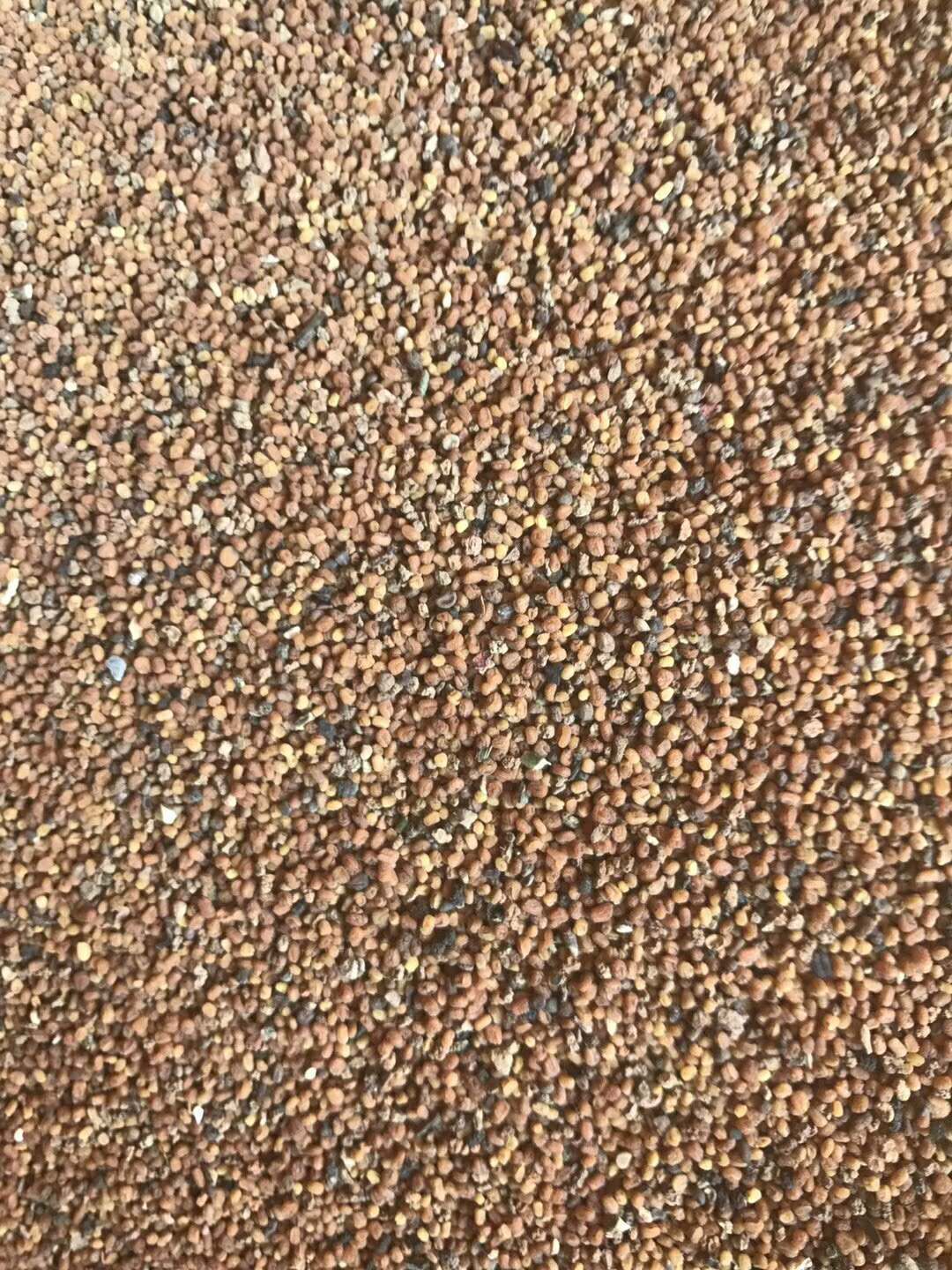 [穿心莲种子]已上新,机不可失,失不再来,各位老板快来砸单吧!