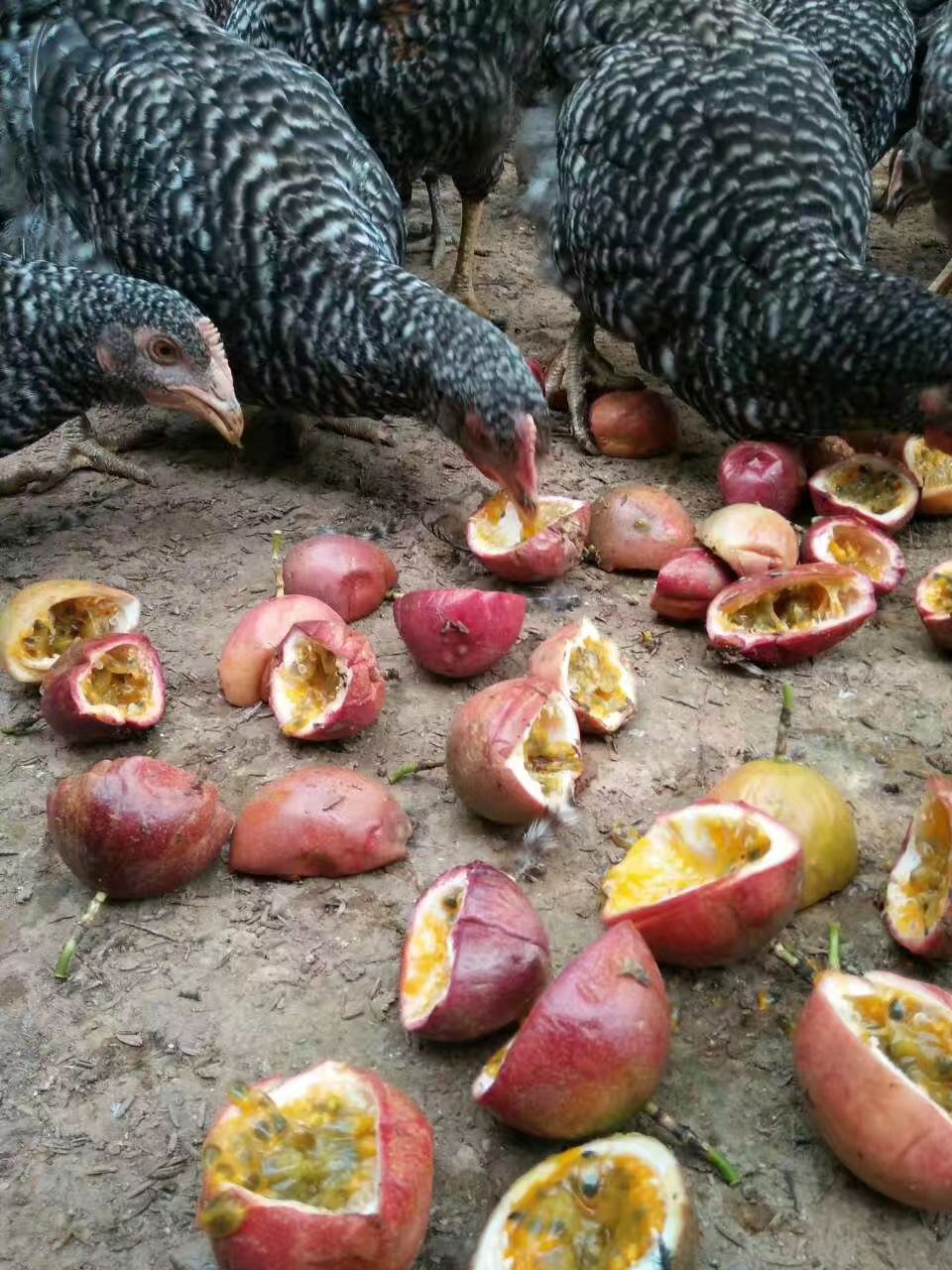  鸡，桂柳鸭苗，桂柳大肉鸭，