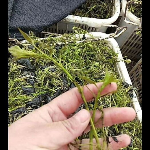 彭泽县 菱角种苗